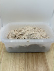 Tuna Mayonaise 1.0kg filling pot
